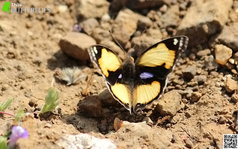 Yellow Pansy